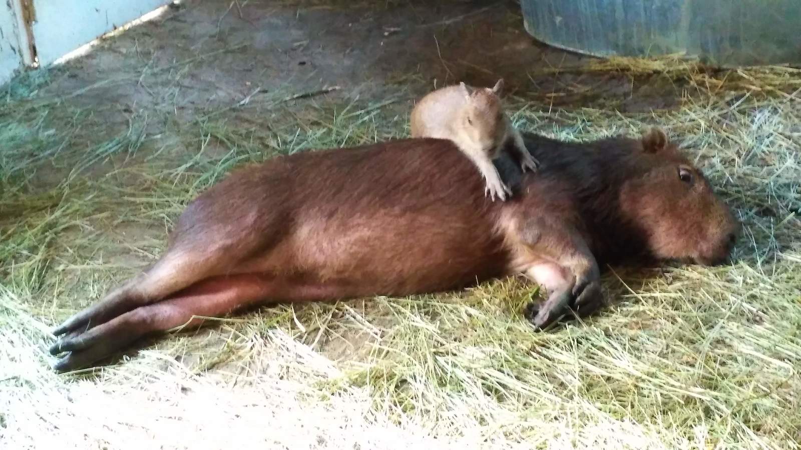 capybarism - My, Capybara, Animals, GIF, Longpost, Rodents