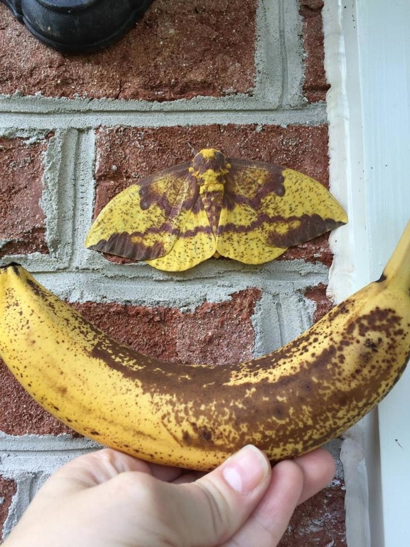 disguise - Nature, Disguise, Butterfly, Banana, Mimicry