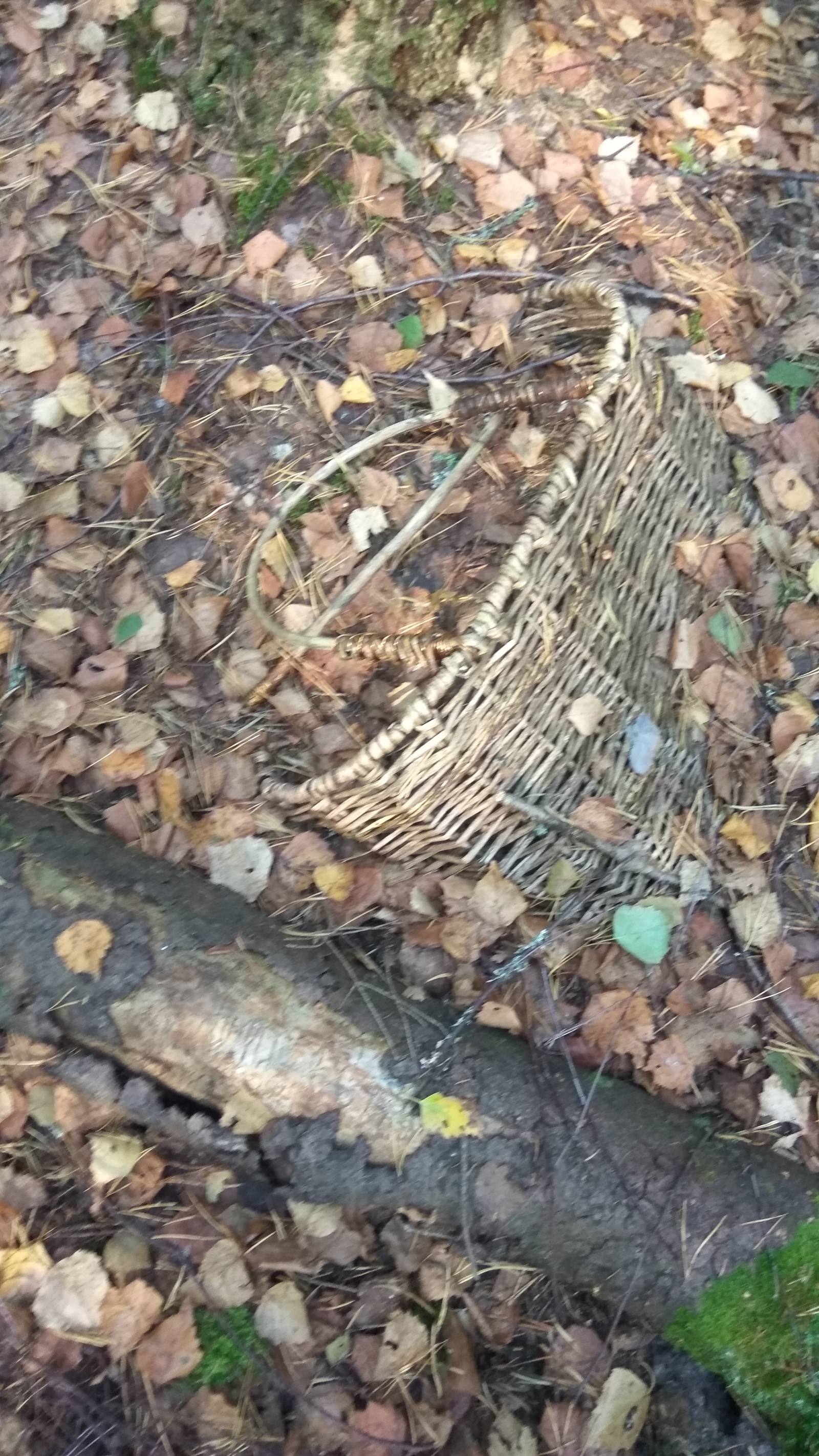 There are no mushrooms in the dense forest, there are baskets. - My, Mushrooms, 