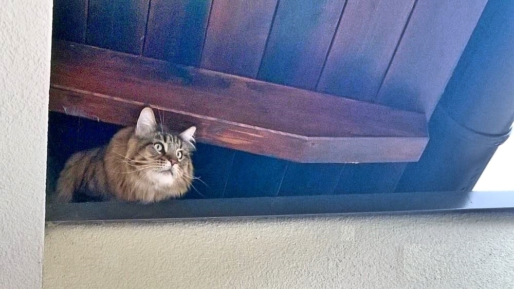 Observer on duty - My, cat, Observers, Maine Coon