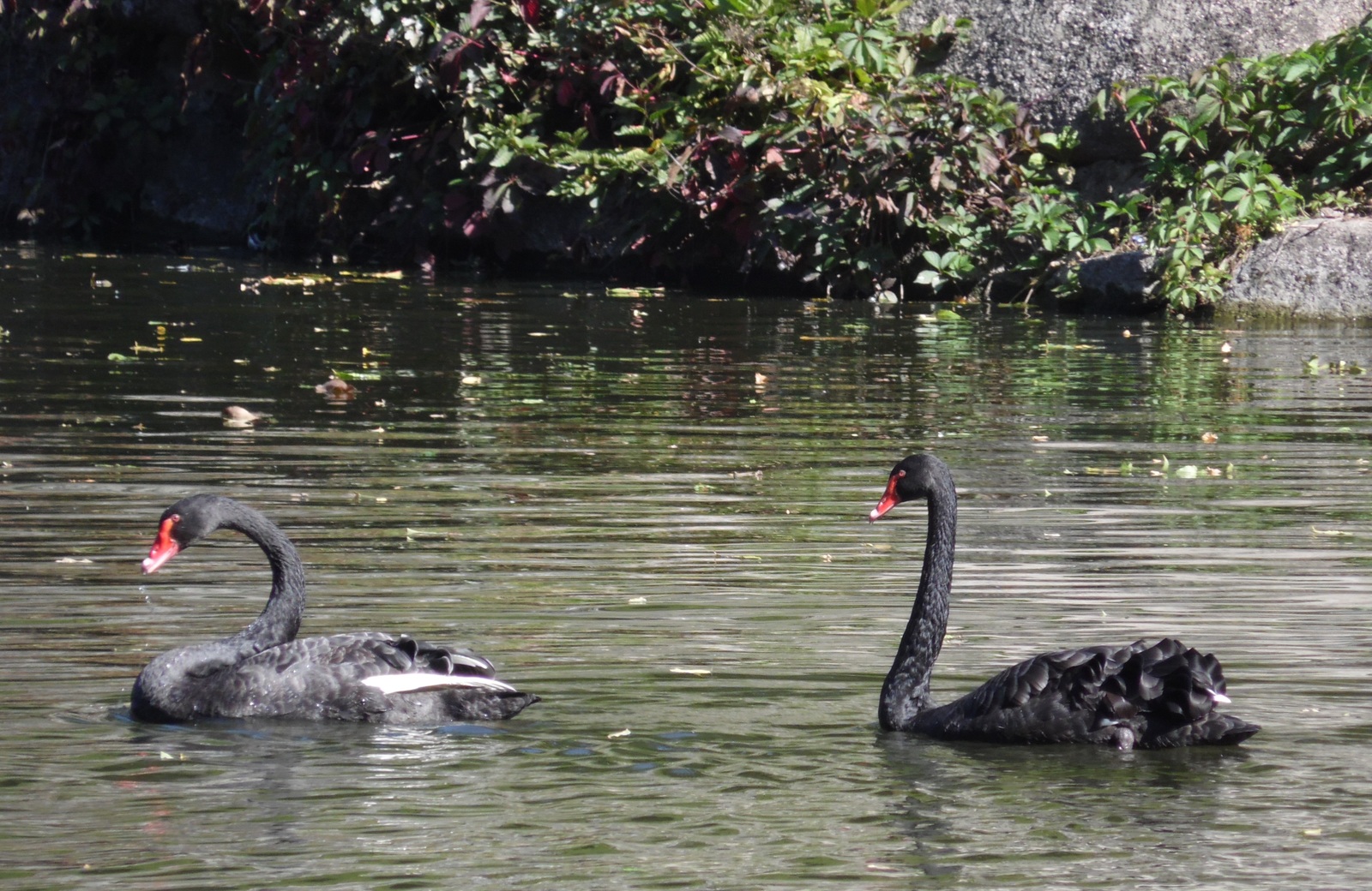 Sofievsky park in Uman. - My, Tourism, Uman, , Longpost