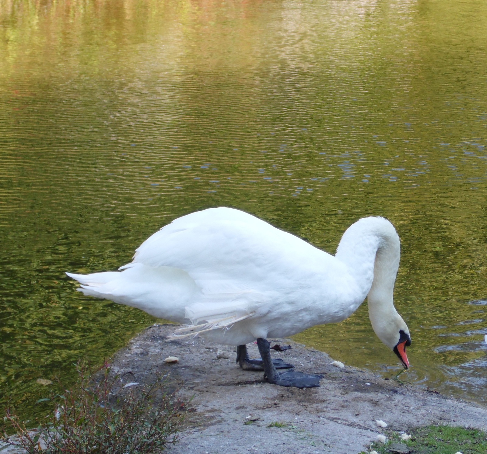 Sofievsky park in Uman. - My, Tourism, Uman, , Longpost