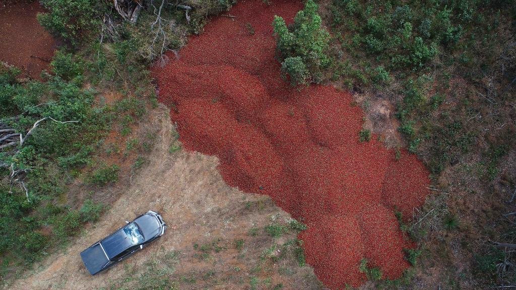 Shops across Australia began to find needles in strawberries - Terrorism, The crime, Longpost