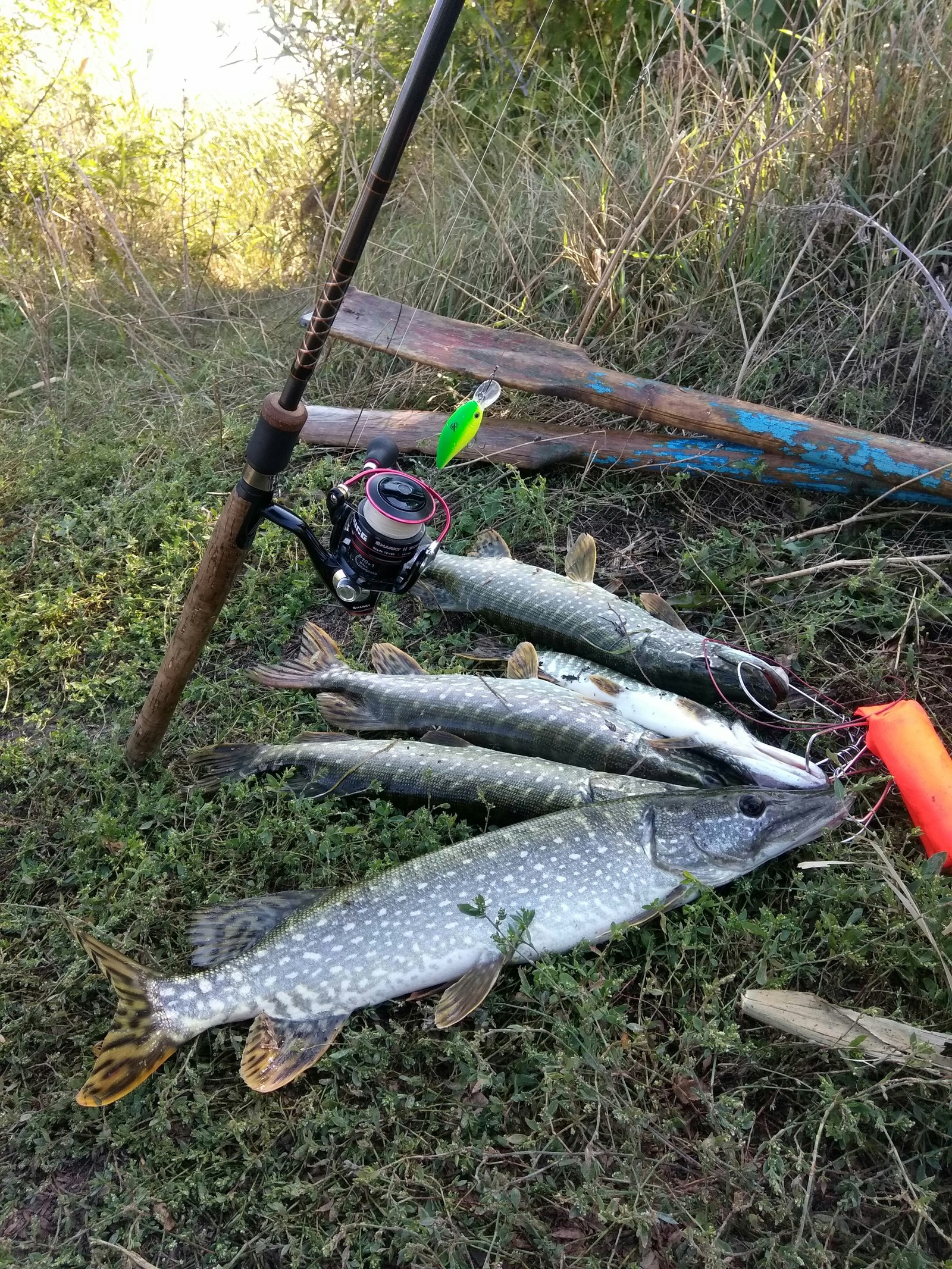 Fishing on the weekend - My, Fishing, Pike, Longpost