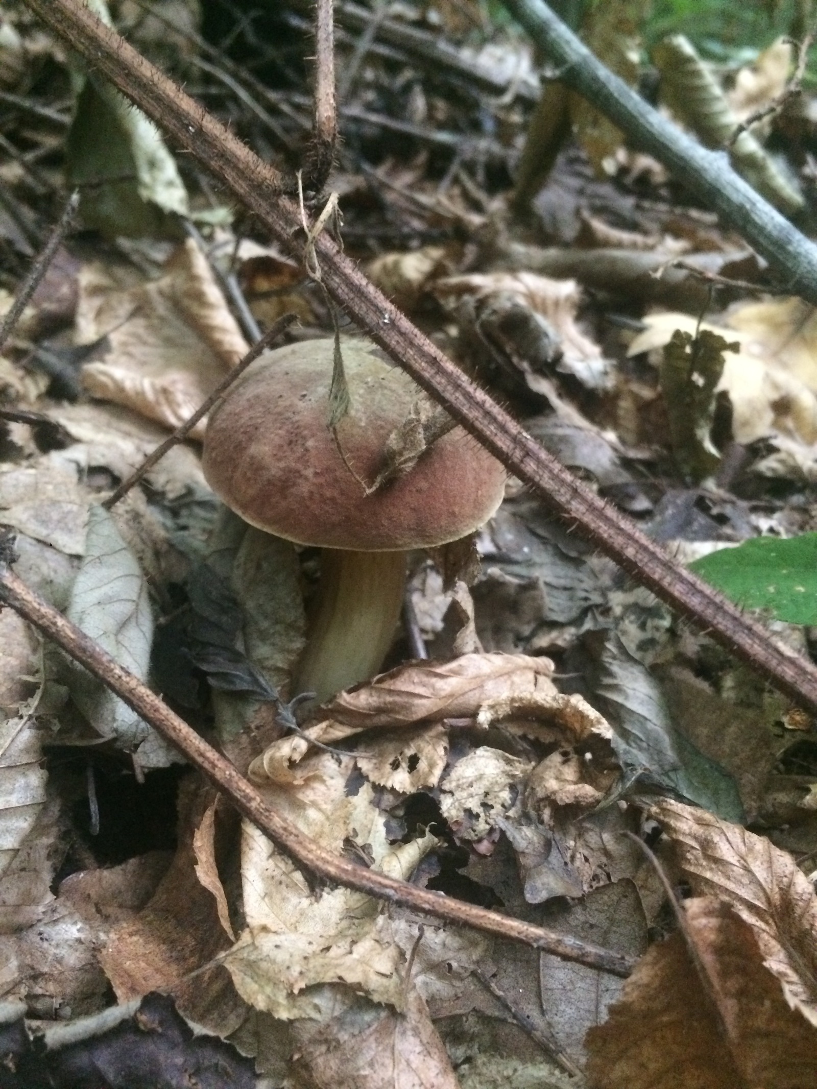 Mushrooms near Krasnodar. - My, My, Mushrooms, Silent hunt, Krasnodar, Longpost