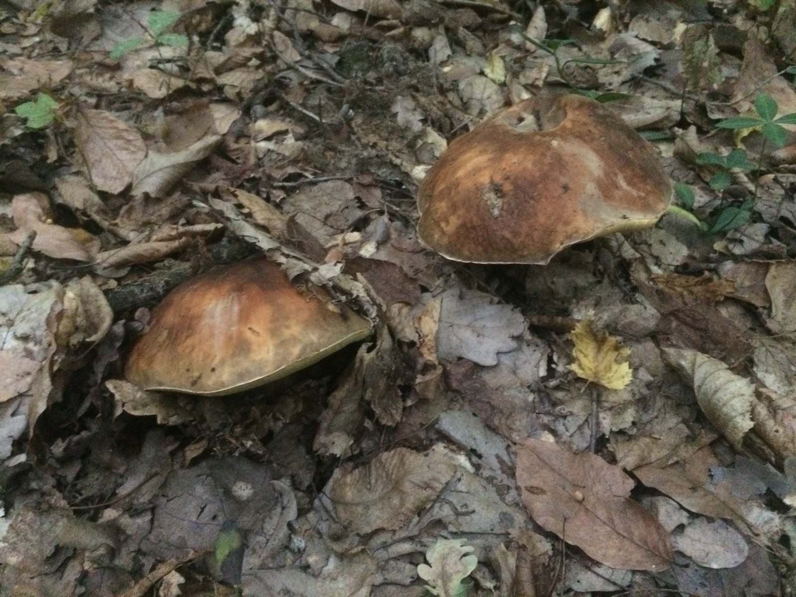 Mushrooms near Krasnodar. - My, My, Mushrooms, Silent hunt, Krasnodar, Longpost