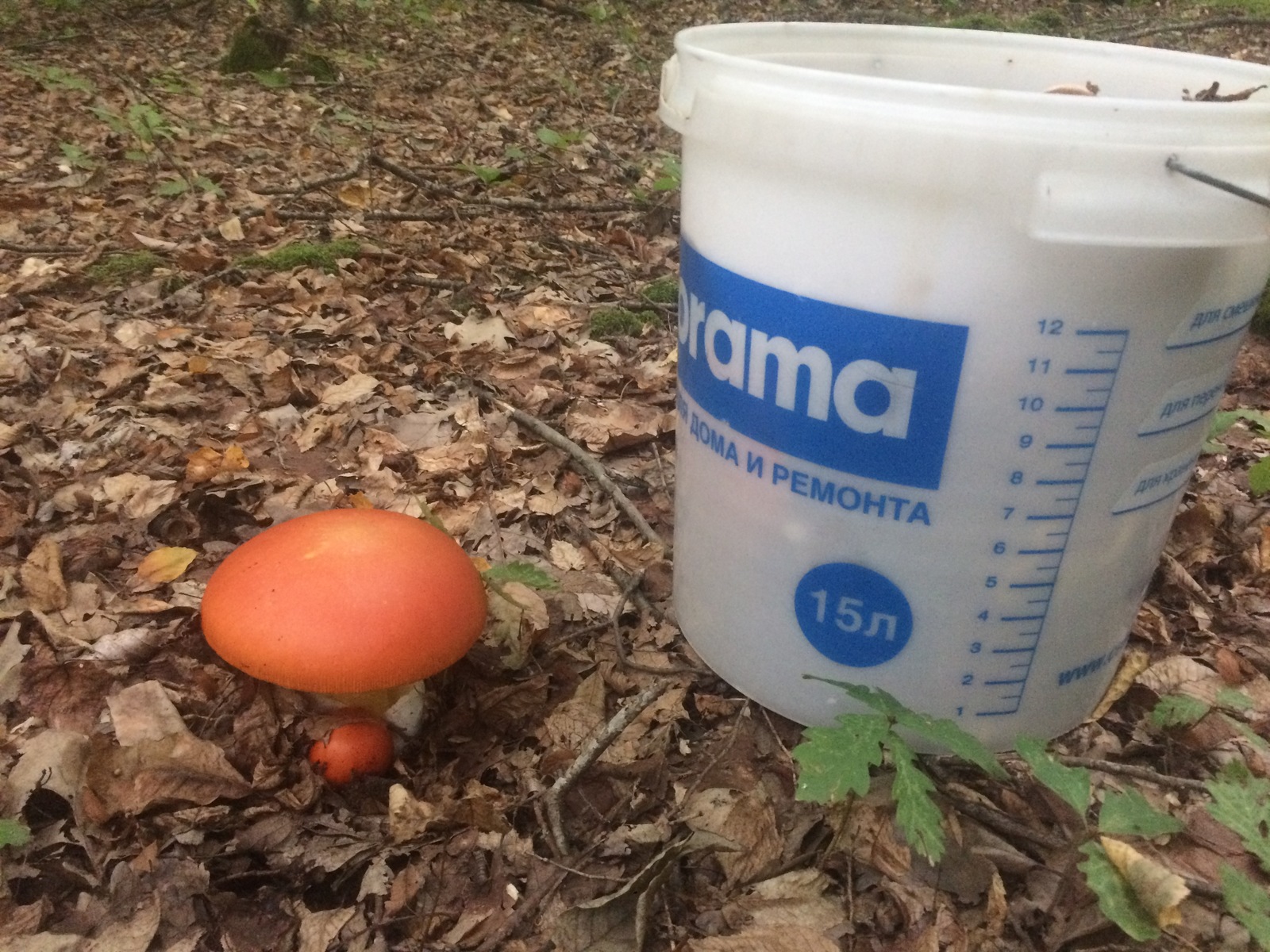 Mushrooms near Krasnodar. - My, My, Mushrooms, Silent hunt, Krasnodar, Longpost