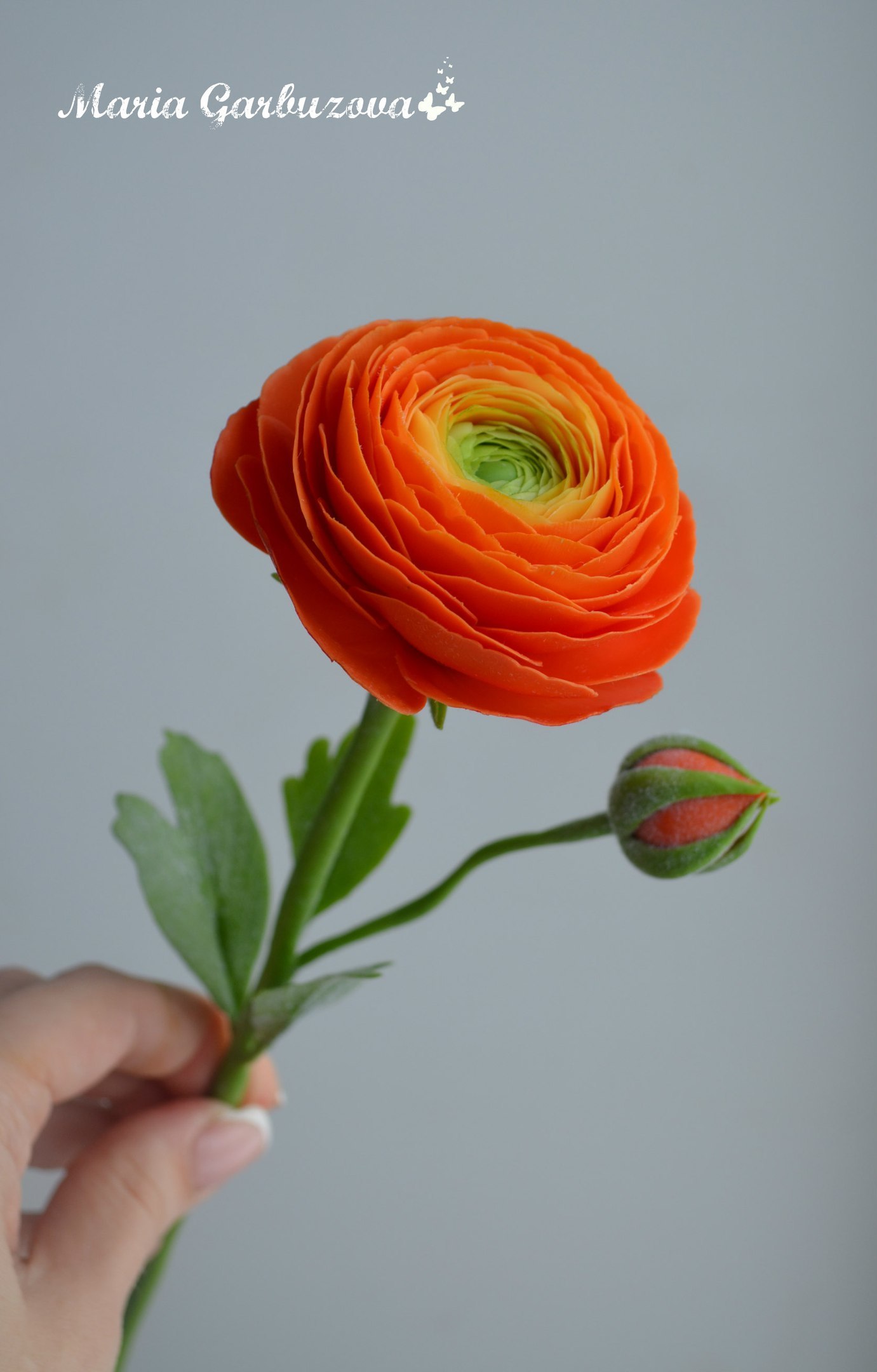 cold porcelain ranunculus - My, With your own hands, Polymer clay, Cold porcelain, Needlework without process, Ranunculus, Longpost