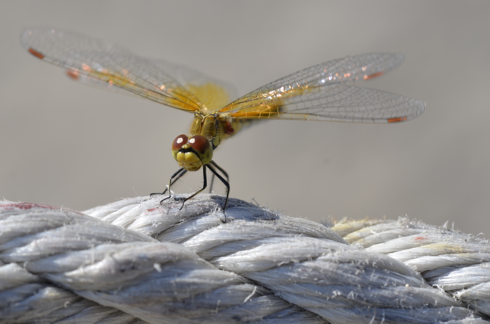 Dragonfly - My, Dragonfly, The photo, Insects, Macro photography, Light