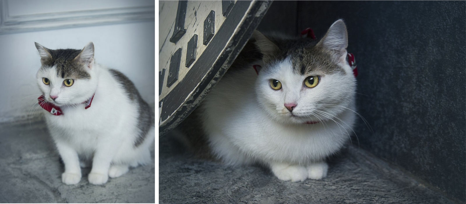 Shelter animals before and after part 2 - My, Animal shelter, cat, Homeless, Chelyabinsk, Kittens, Sadness, Longpost