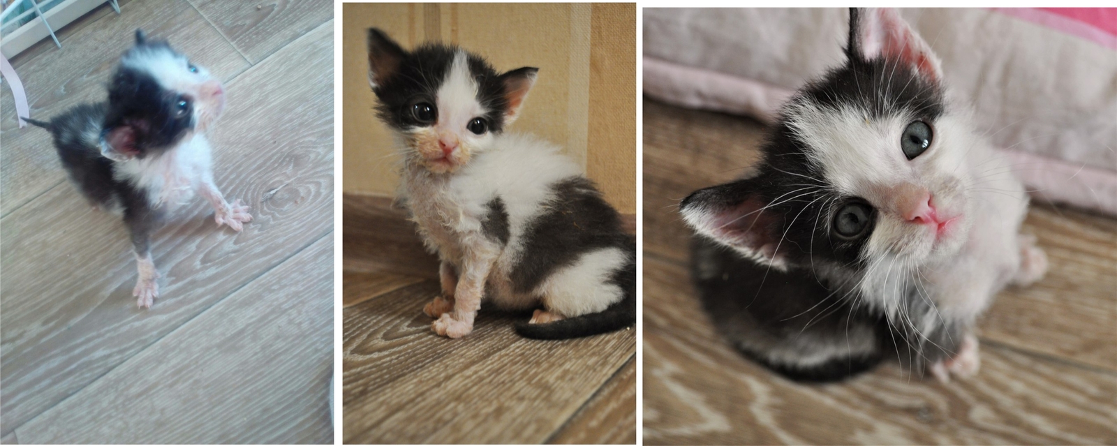 Shelter animals before and after part 2 - My, Animal shelter, cat, Homeless, Chelyabinsk, Kittens, Sadness, Longpost