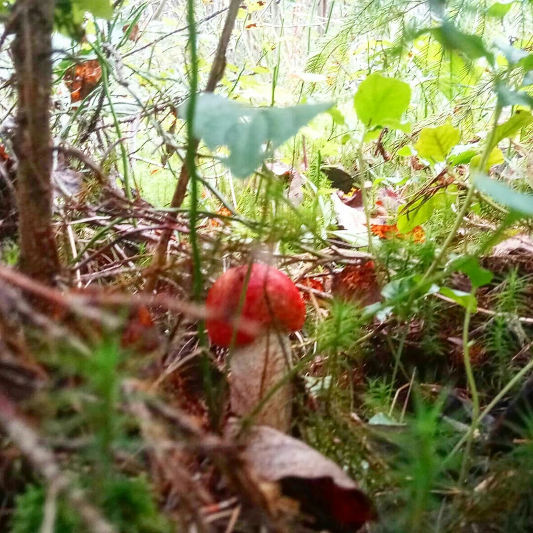 Mushrooms. - My, Mushrooms, My, Leningrad region, Longpost