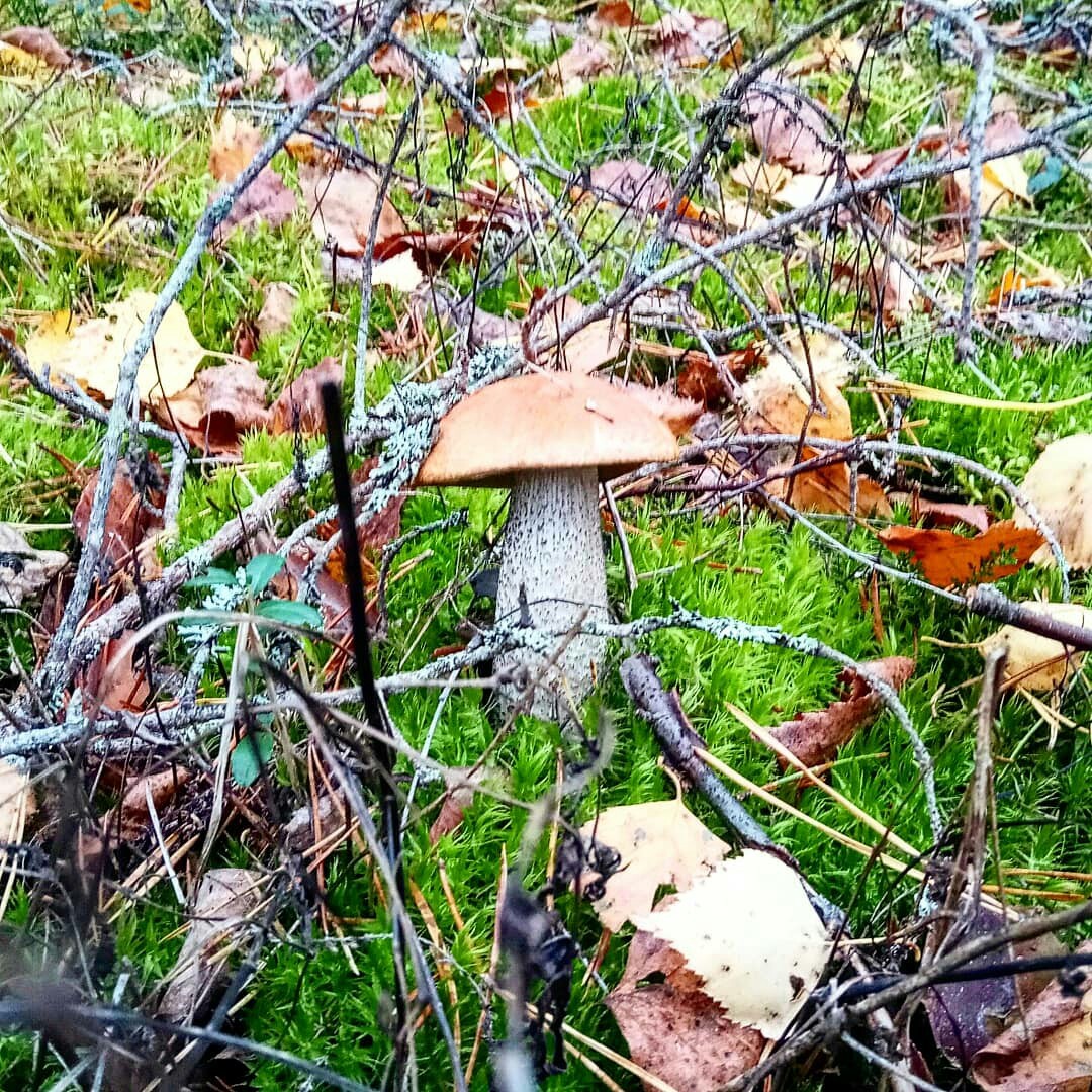 Mushrooms. - My, Mushrooms, My, Leningrad region, Longpost