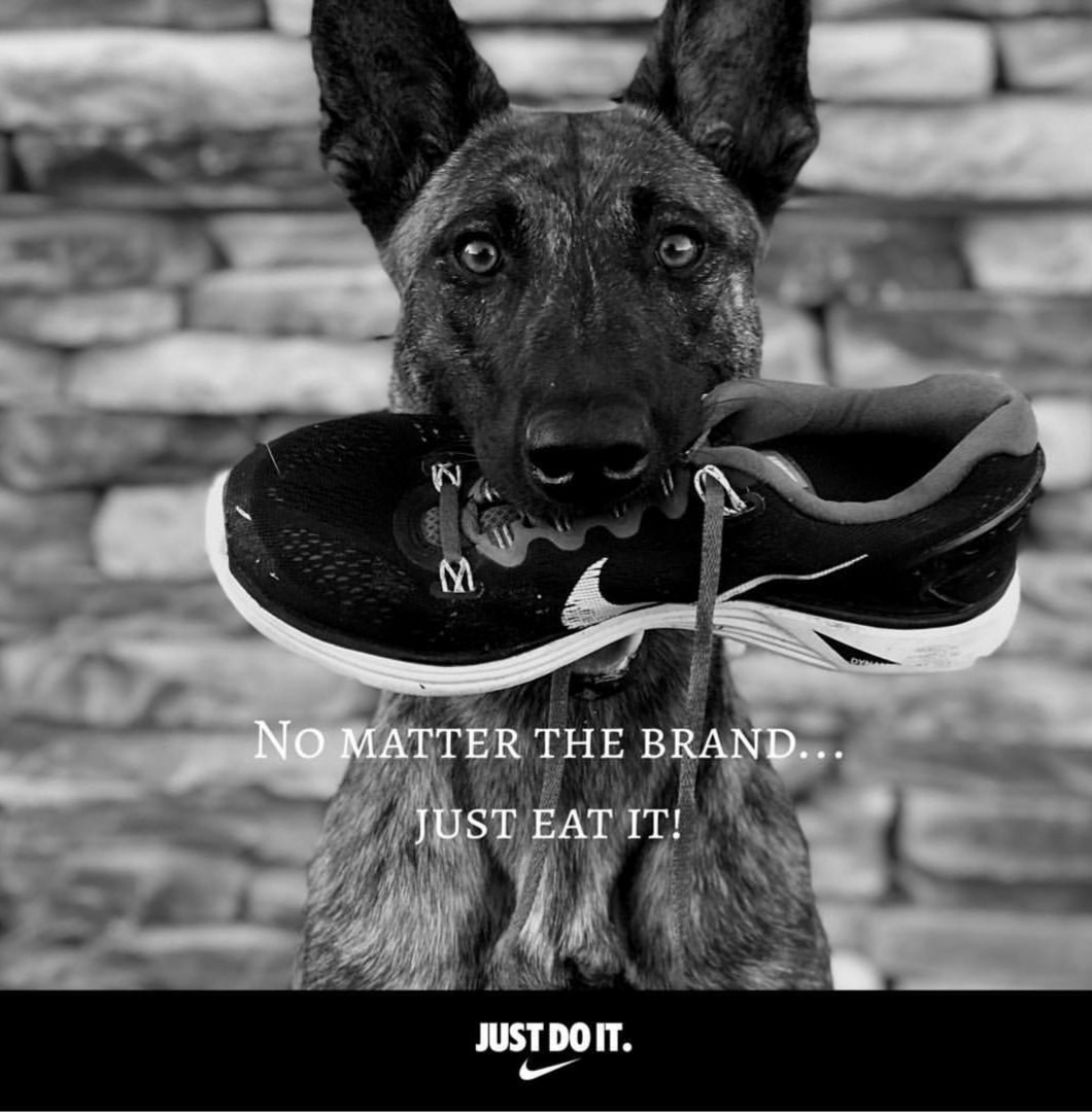 just do it - Dog, Images, Humor, Shoes, The photo