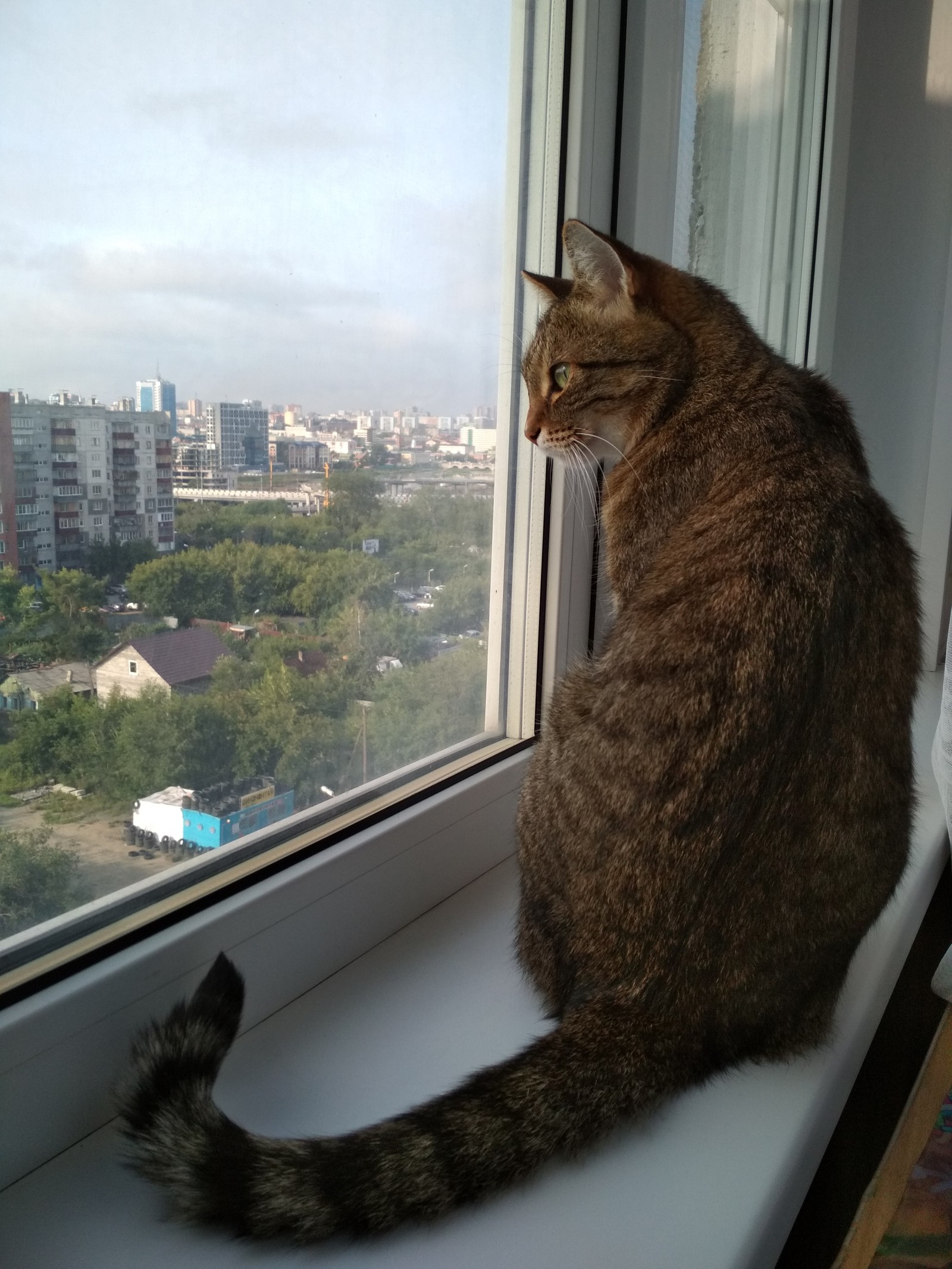 Favorite Chelyabinsk - My, View, Landscape, Chelyabinsk, cat