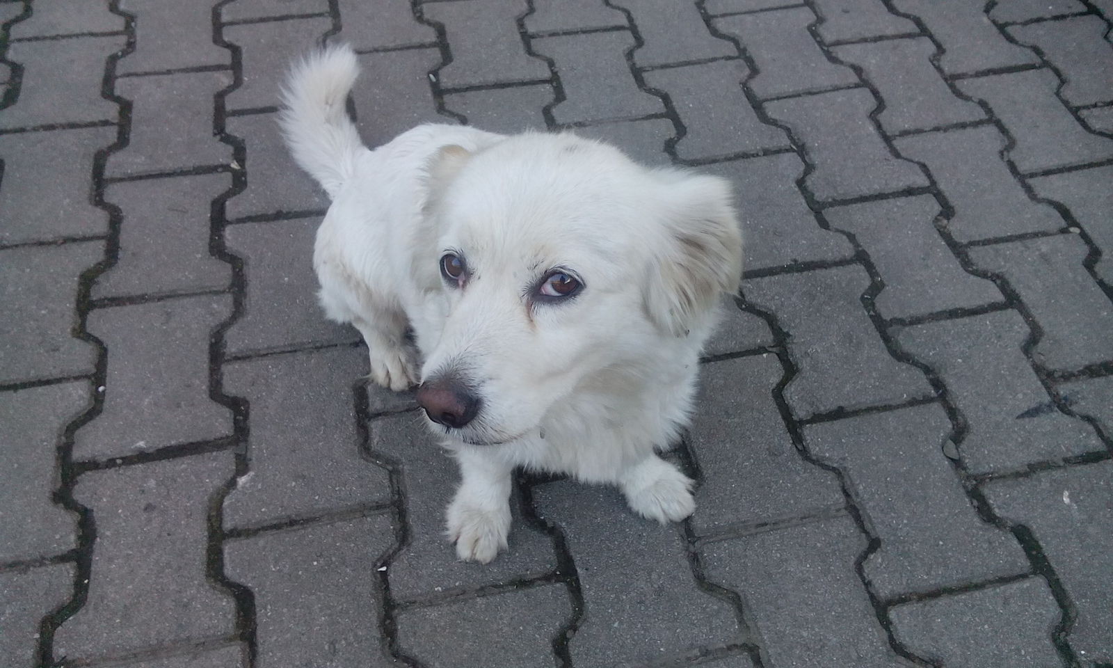 Found dog, Vladivostok - My, No rating, Vladivostok, , A loss, Dog