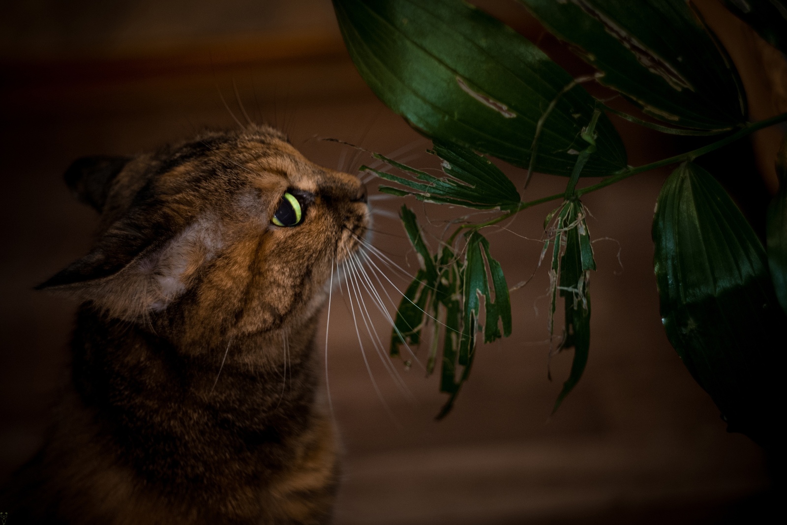 Scratch - My, Photographer, cat