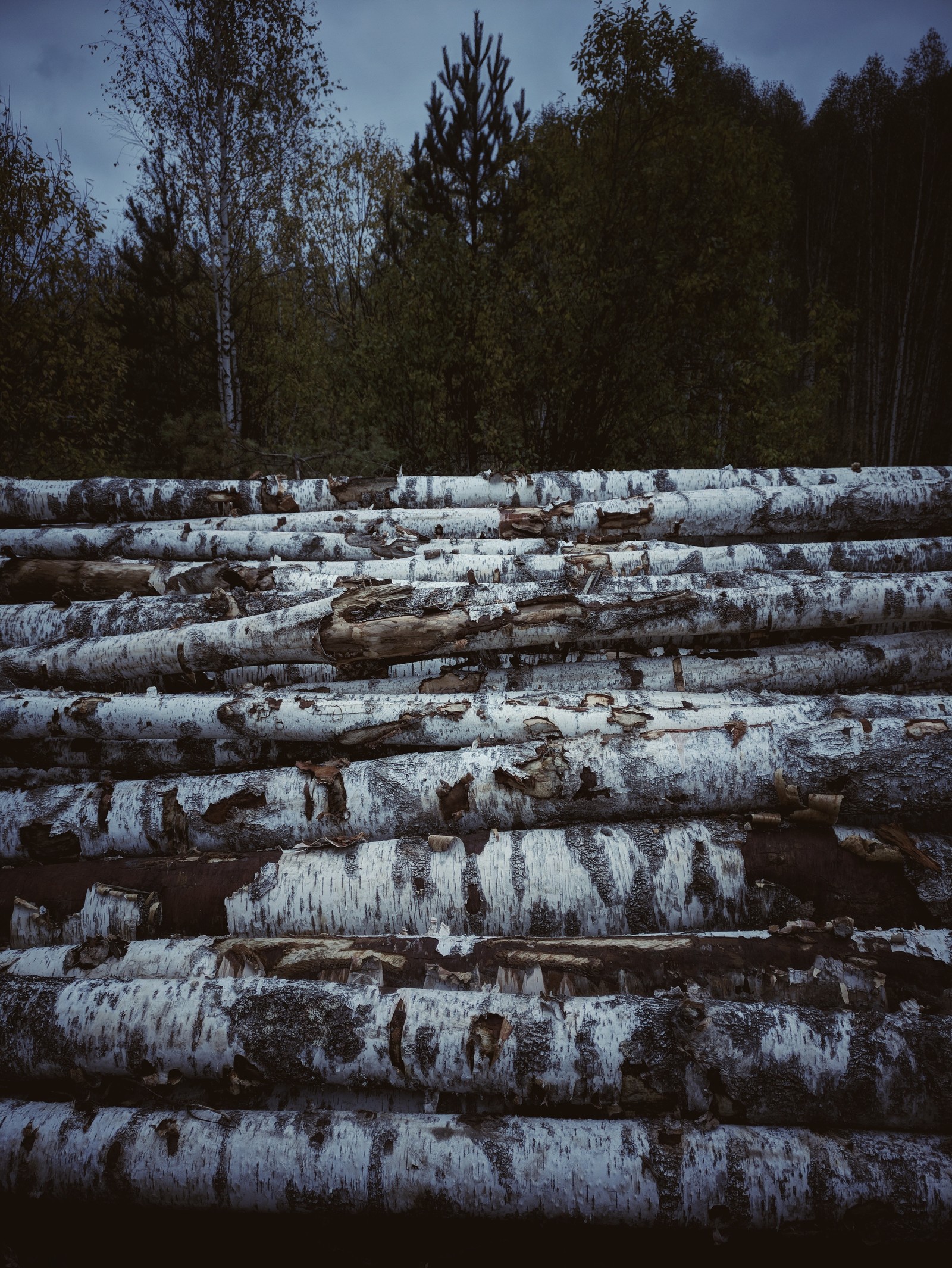 autumn silence - My, Forest, Autumn, Walk, Walk in the woods, Mood, Longpost, Oneplus 3t