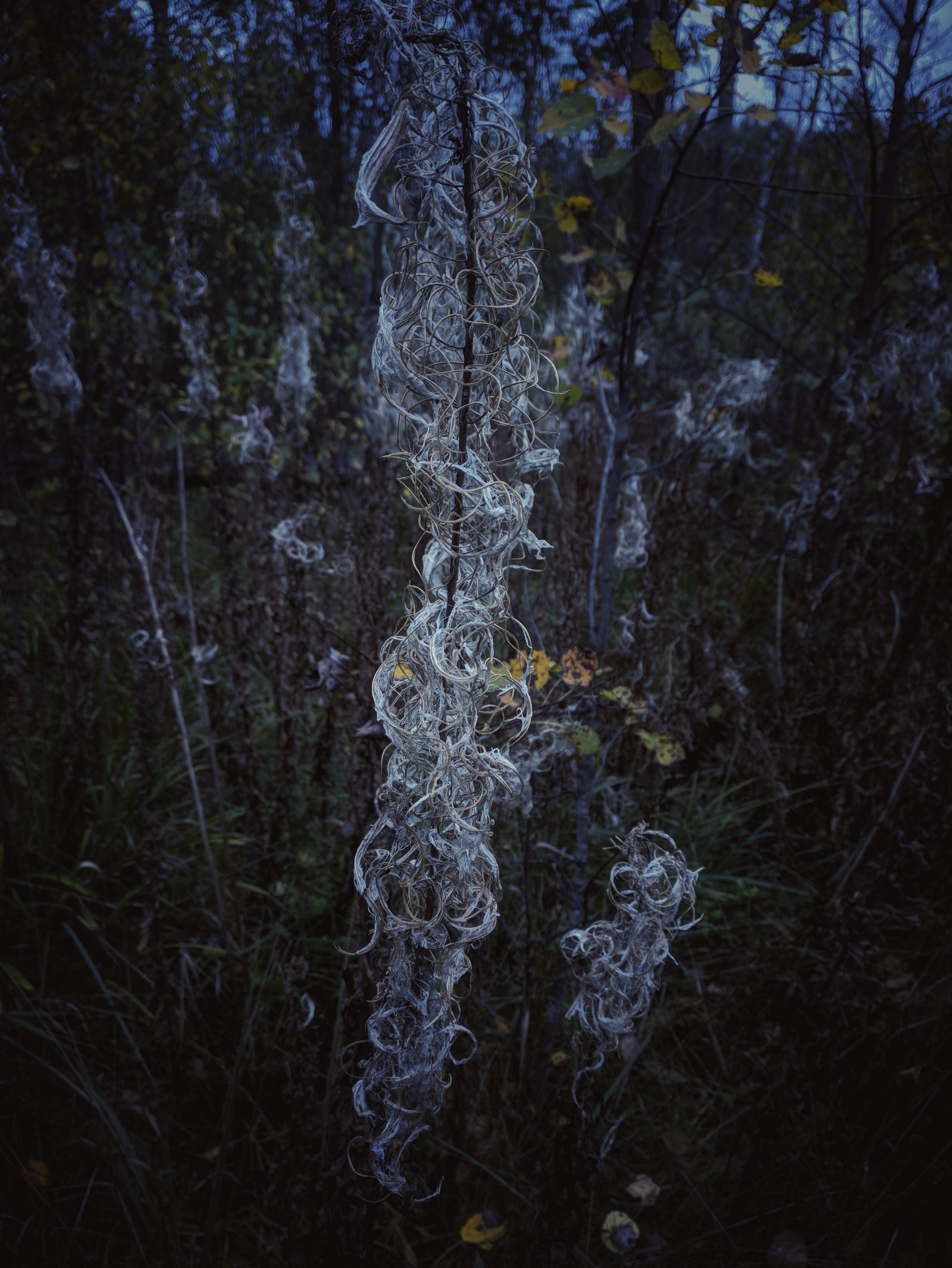 autumn silence - My, Forest, Autumn, Walk, Walk in the woods, Mood, Longpost, Oneplus 3t