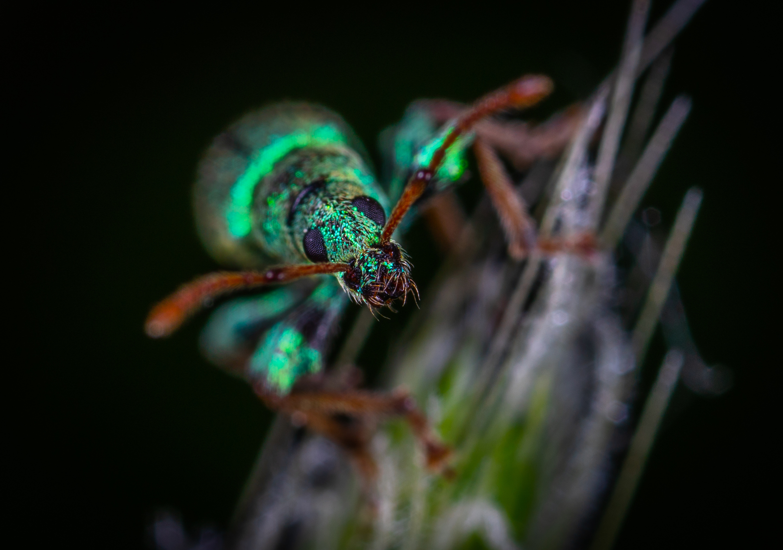 Entiminae - My, Macro, Macrohunt, Insects, , Weevil, Жуки, Mp-e 65 mm, Macro photography