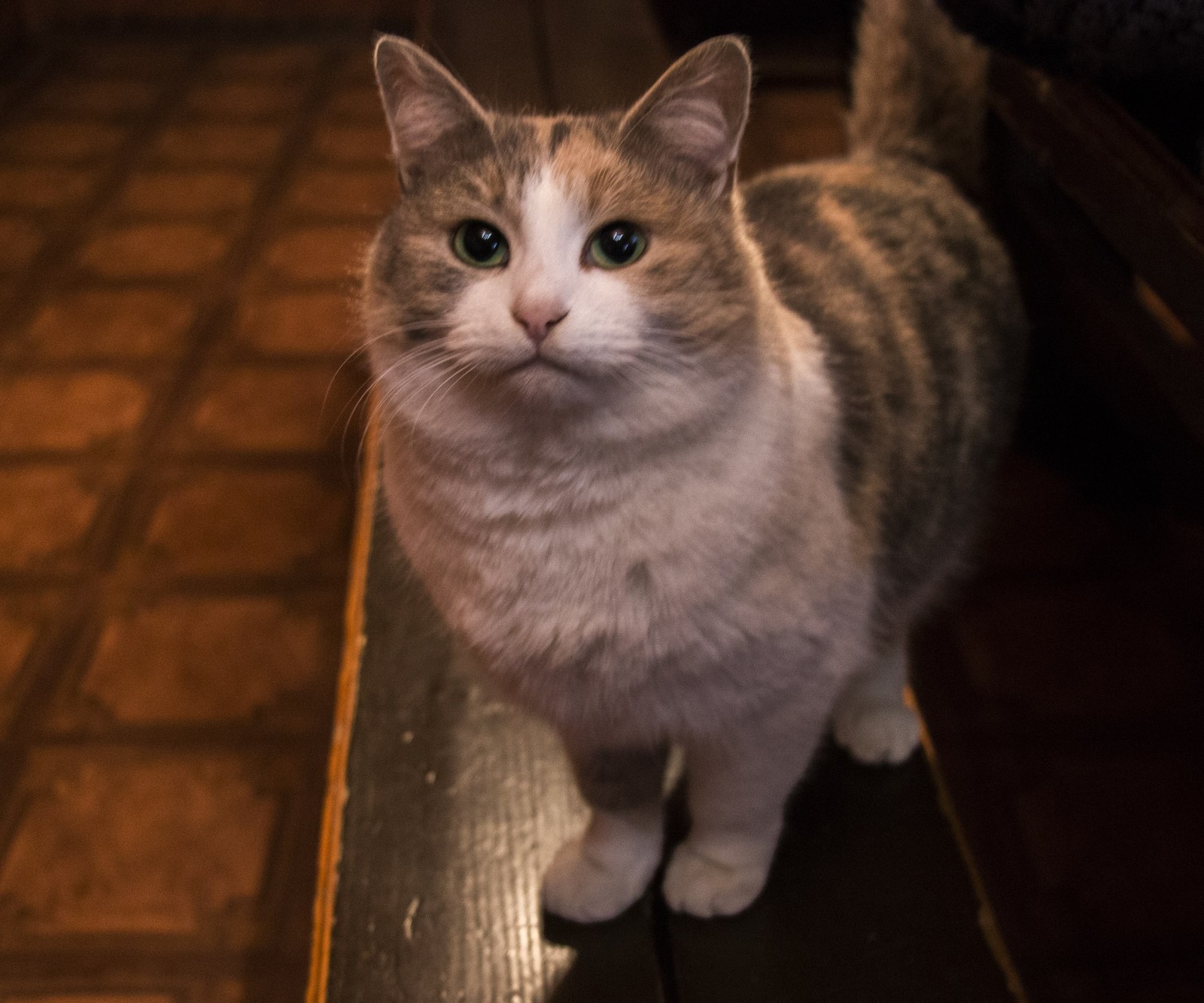 Insolent stable cat - My, cat, Tricolor cat, The photo, Pets, Stable, Outpost