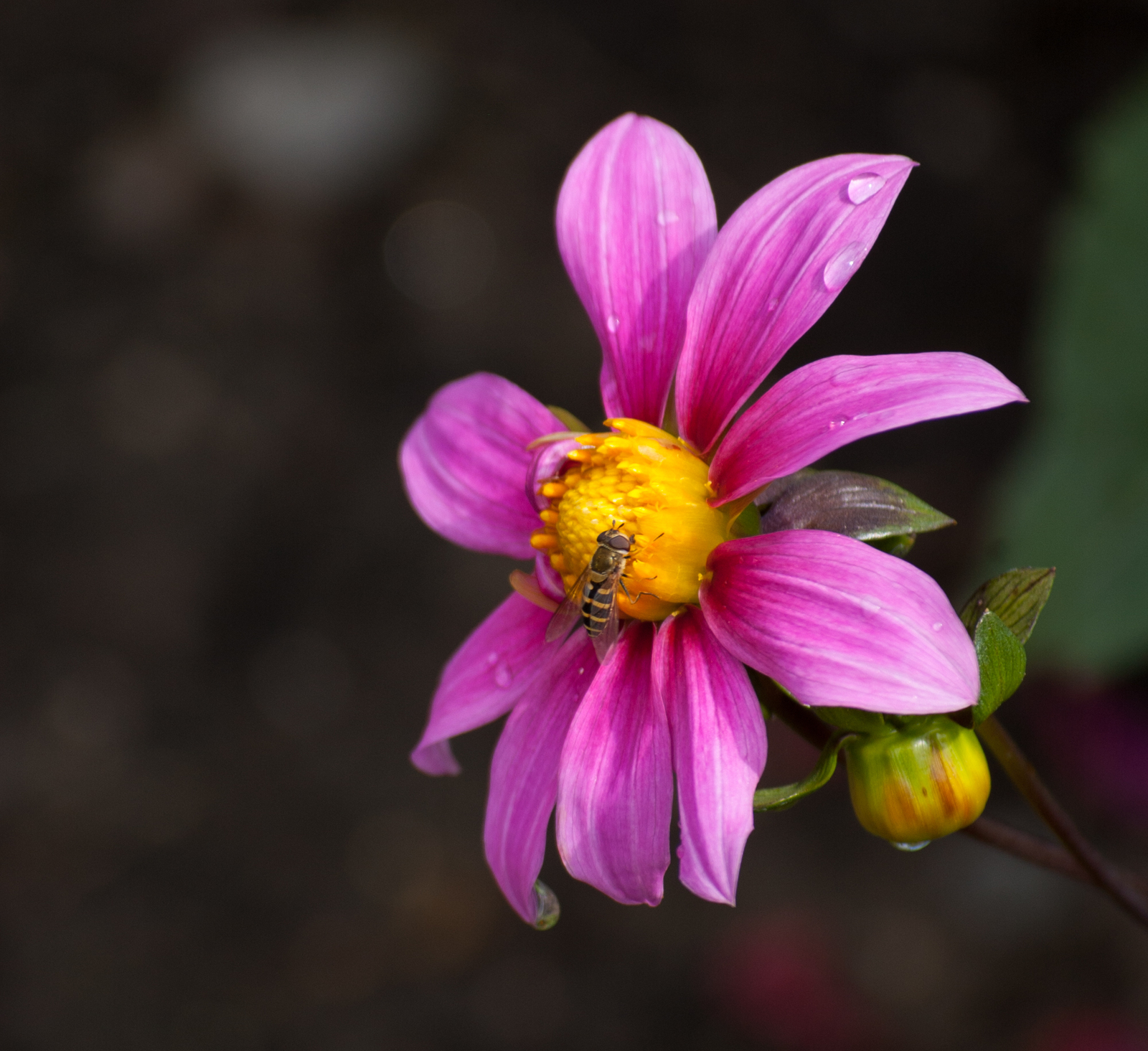 Leftovers are sweet - My, Bees, Flowers, The photo, Insects, Nikon D40, Nikkor, Longpost