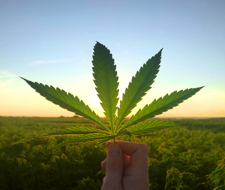 Классный час о конопле фото полей марихуаны