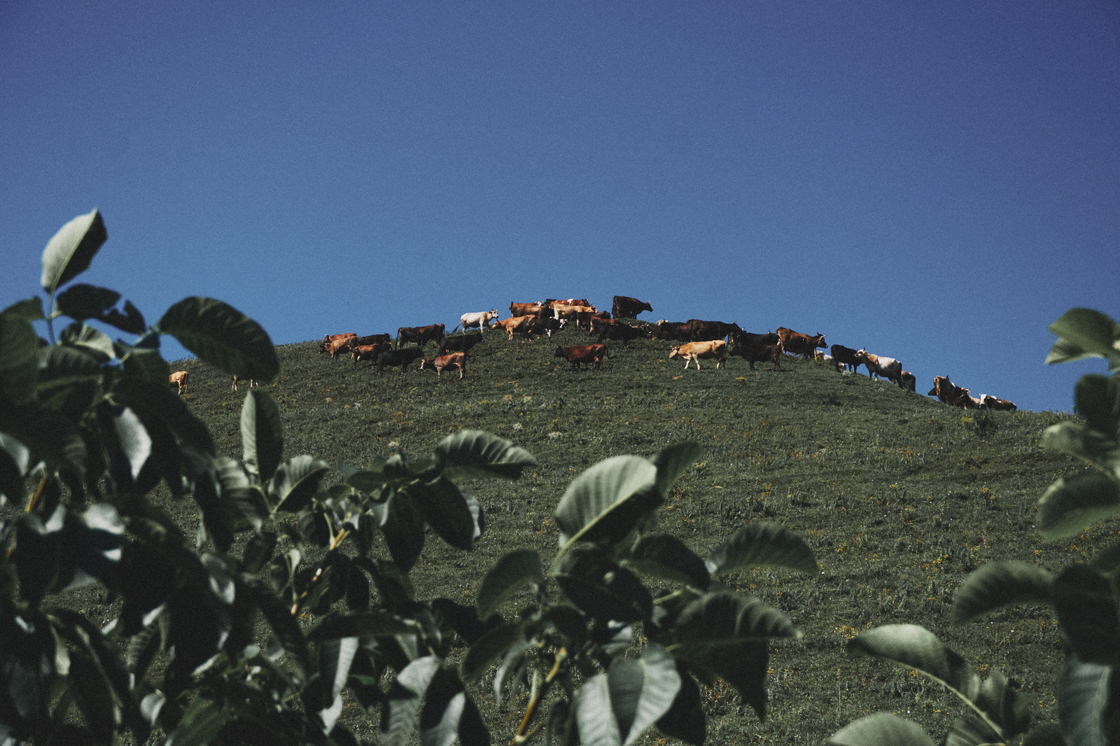 Trip to the Caucasus, part 1 - My, Caucasus, Travels, The photo, Dombay, Nature, Longpost