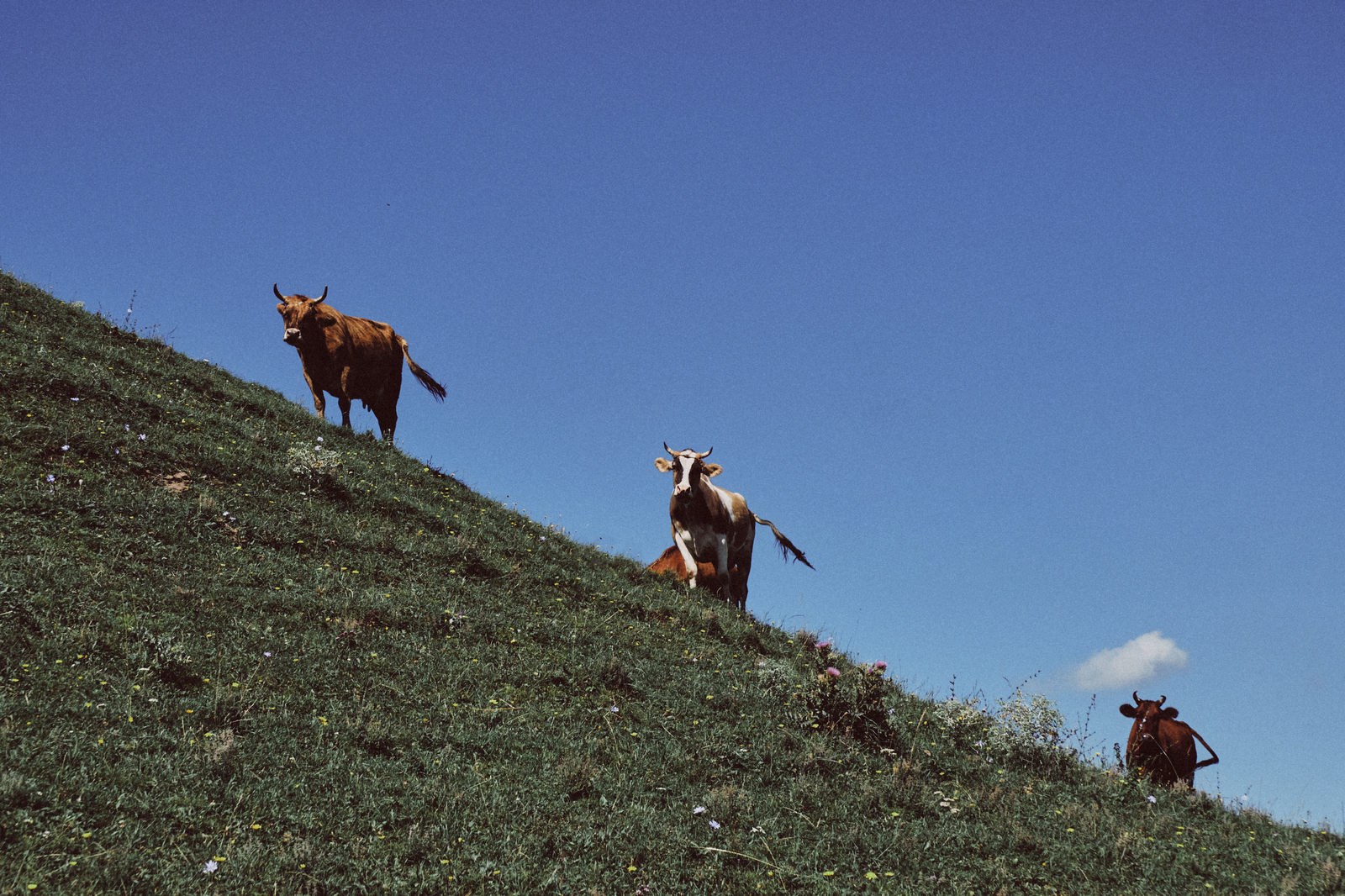 Trip to the Caucasus, part 1 - My, Caucasus, Travels, The photo, Dombay, Nature, Longpost