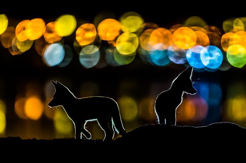 Fox silhouettes - Animals, Silhouette, Fox