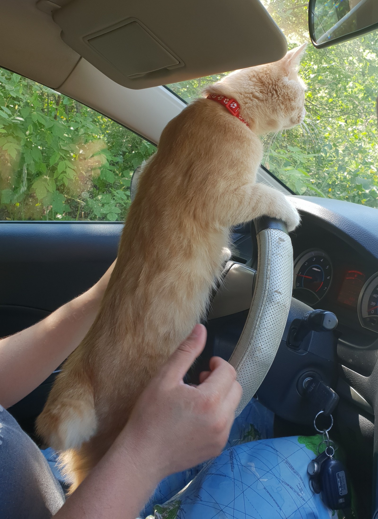 When a cat is a professional driver - cat, Driver