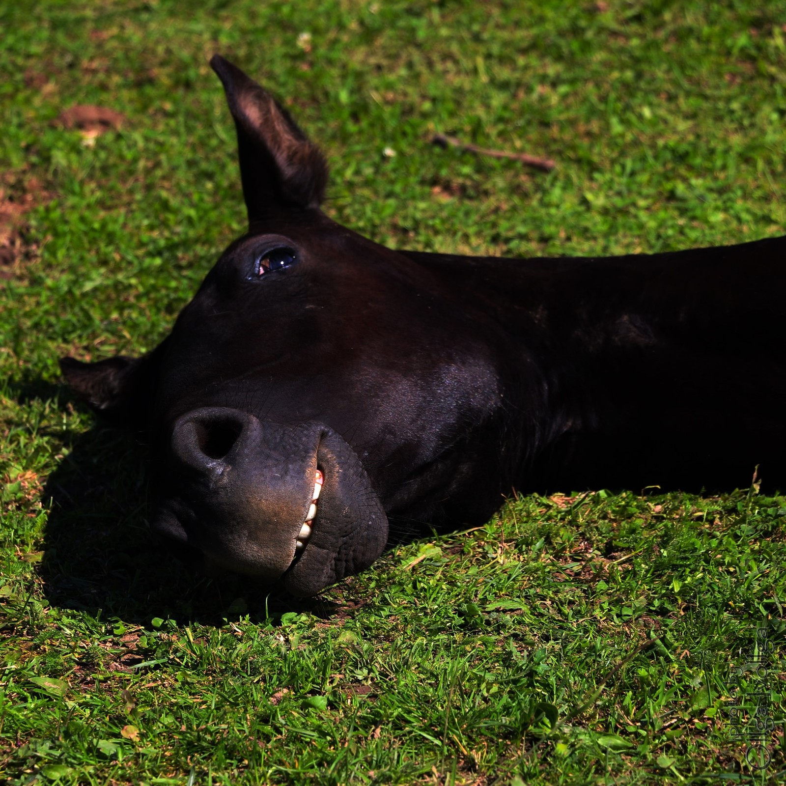 Well, five more minutes... - My, Horses, The photo, Summer, lying around, Outpost, Animals