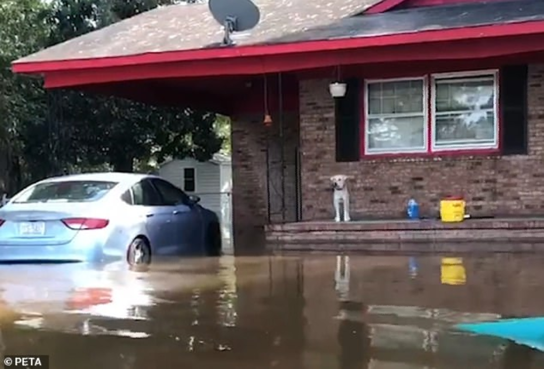 Touching photos from the US, where animal rights activists rescued a dog that was abandoned in a flooded house. - Touching, Animals, Dog, The rescue, Help, USA, America, news, Longpost