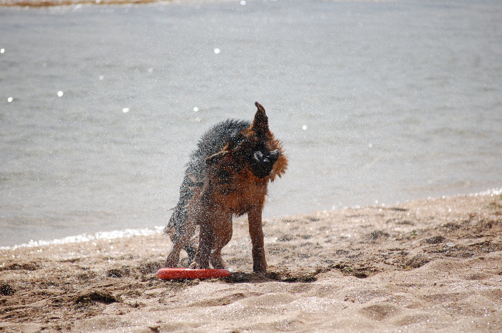 The beach season is coming to an end - My, German Shepherd, Kodo, Beach, Sea, Longpost, Dog