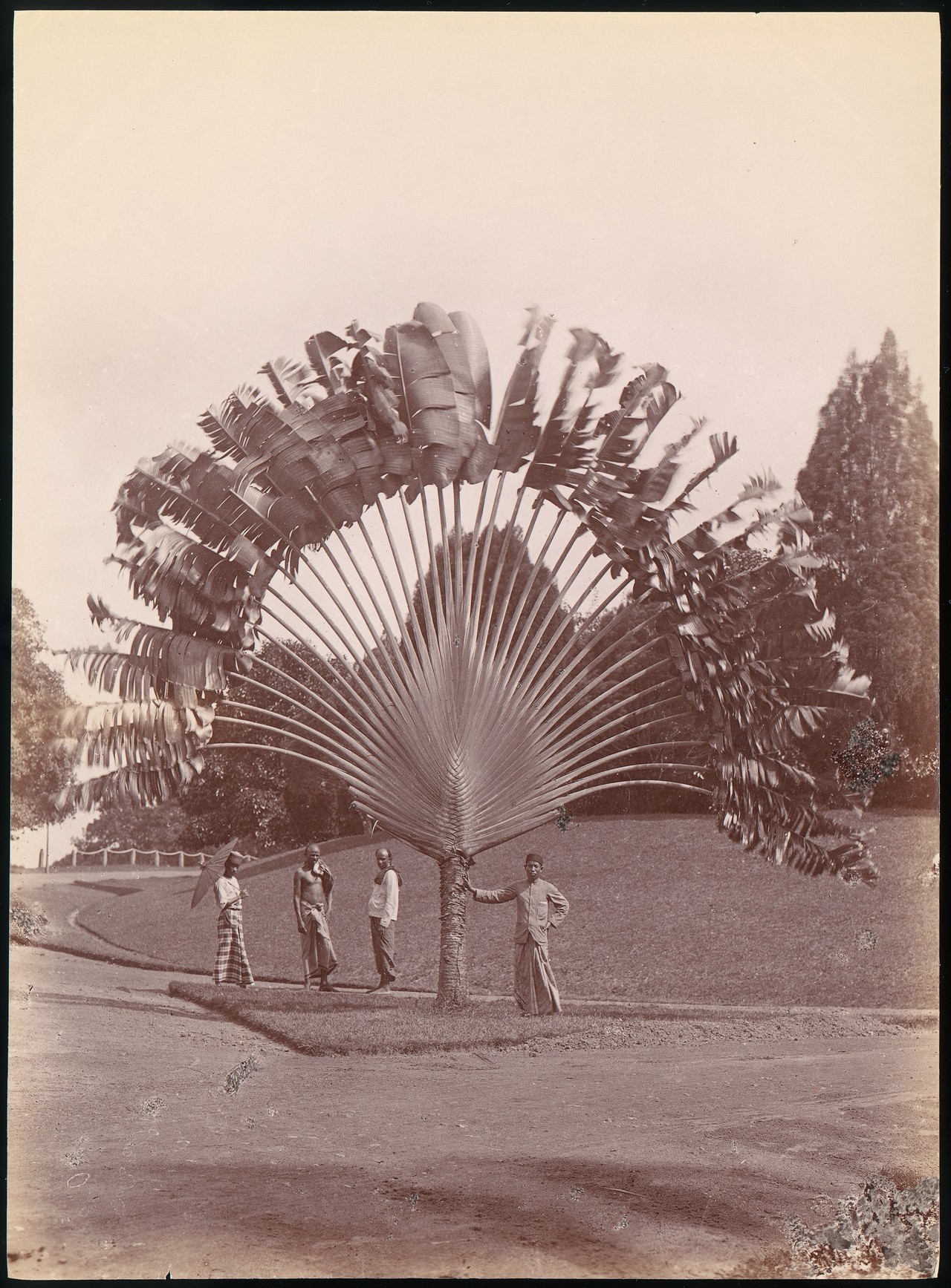 fan palm - Story, The photo