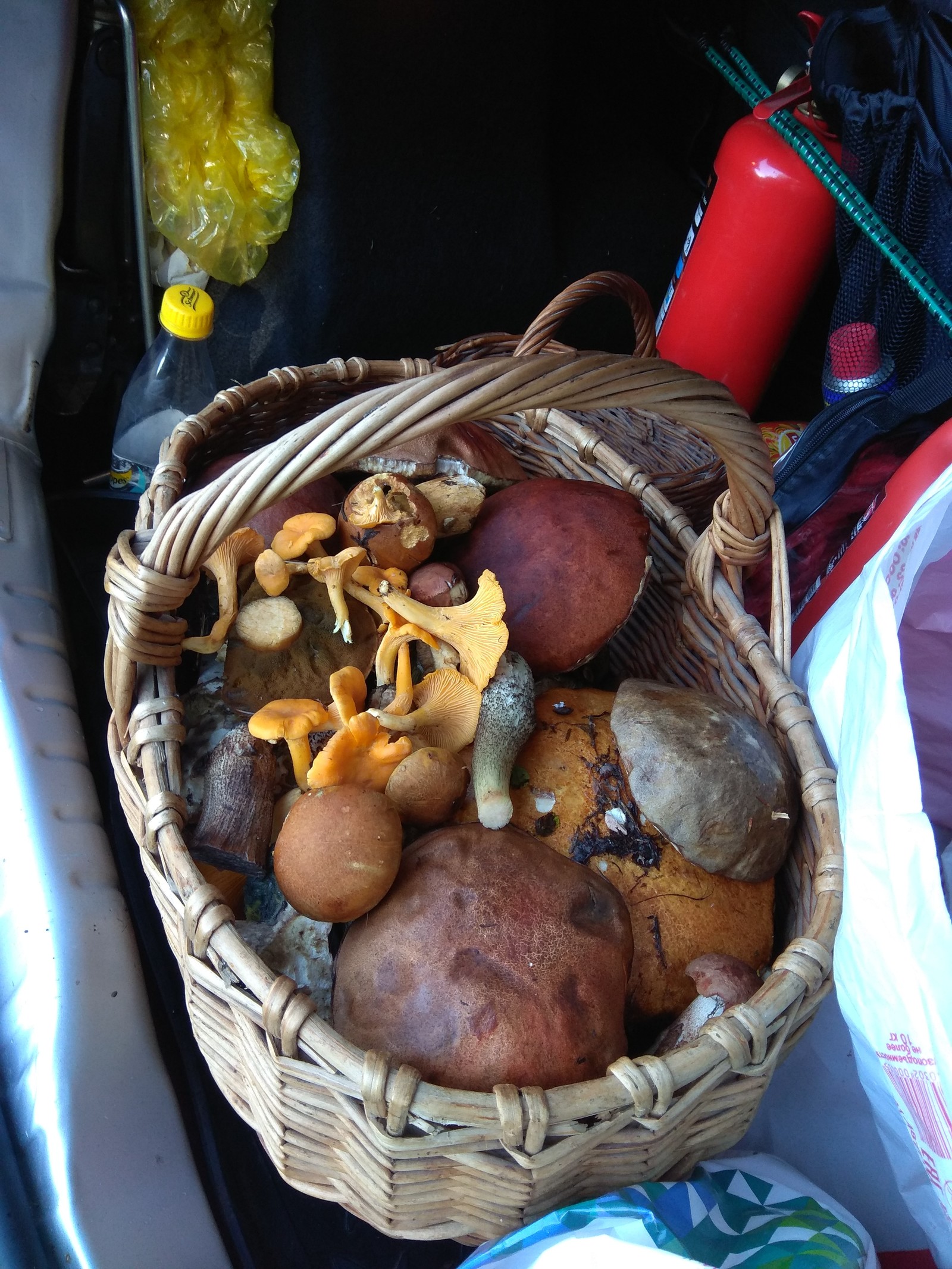 Silent hunt for a ringing treasure) - My, Silent hunt, Mushrooms, Longpost