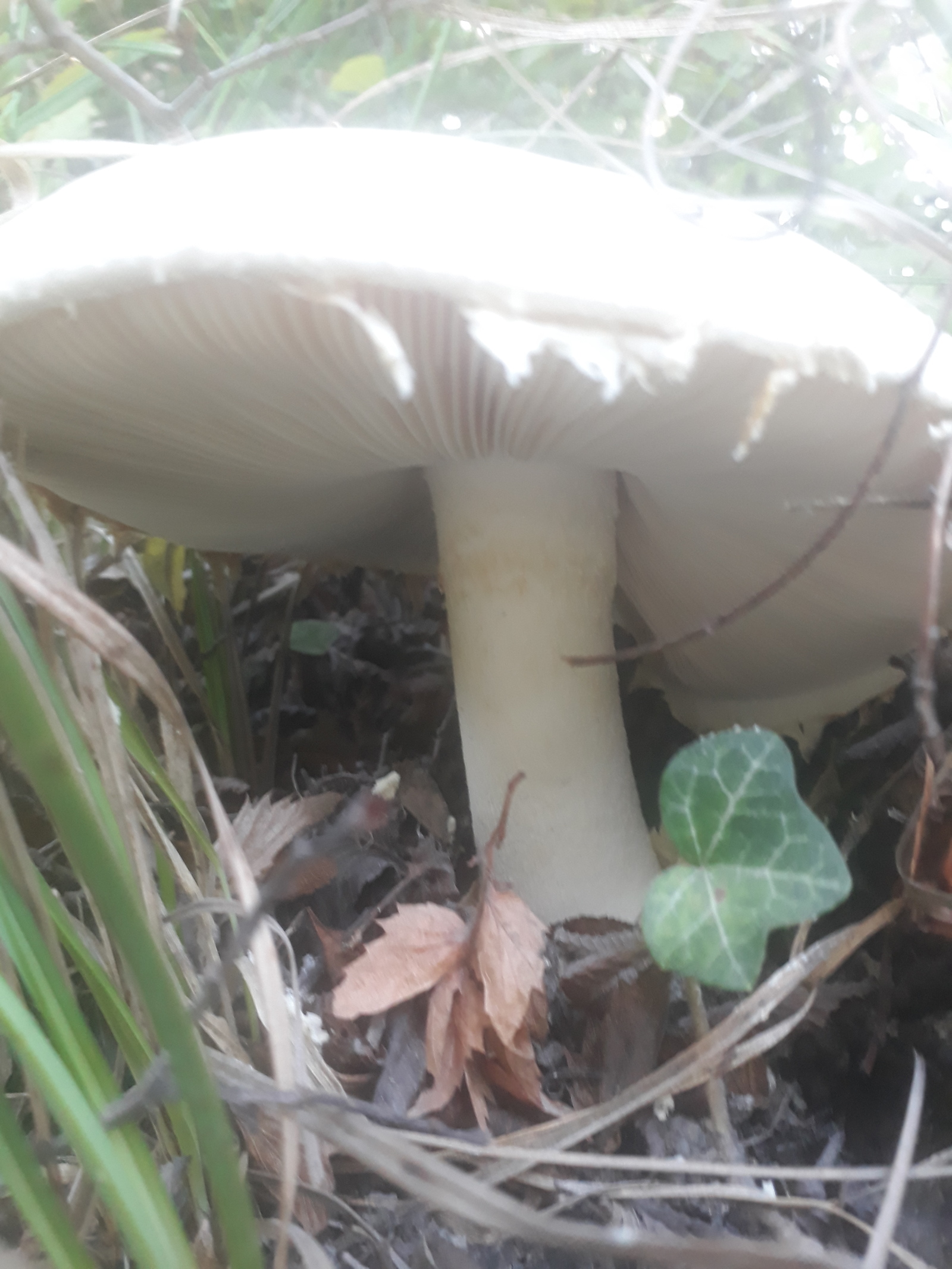 What kind of mushroom? - My, Mushrooms, , Longpost, Question