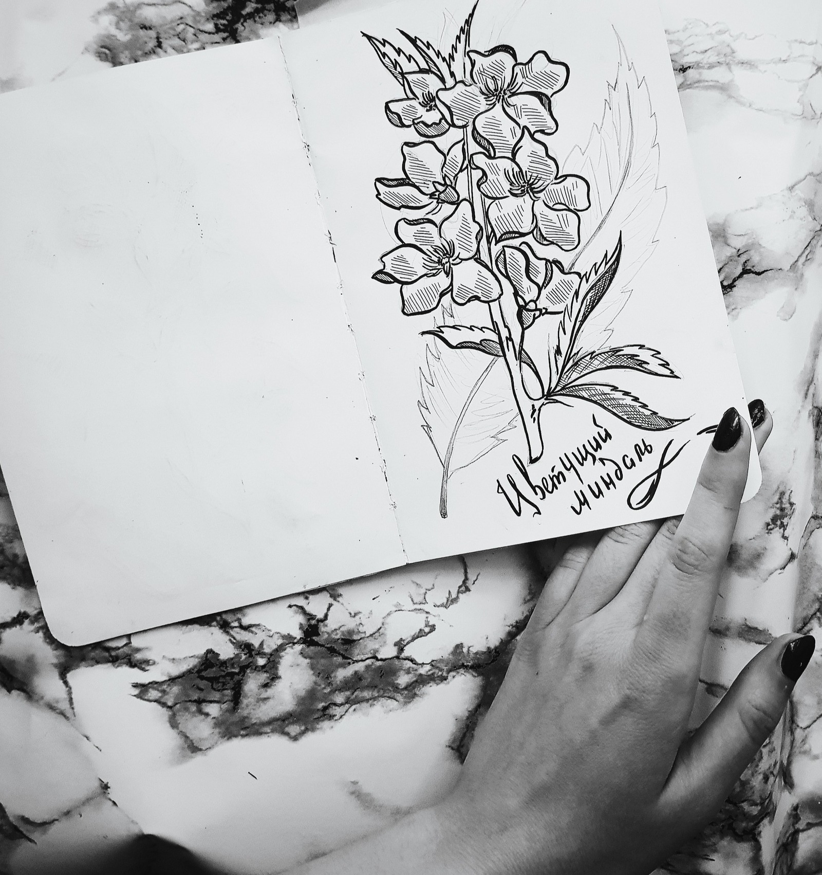 Black & white - My, Flowers, Graphics, Botanical illustration, Sketchbook, Drawing, Longpost