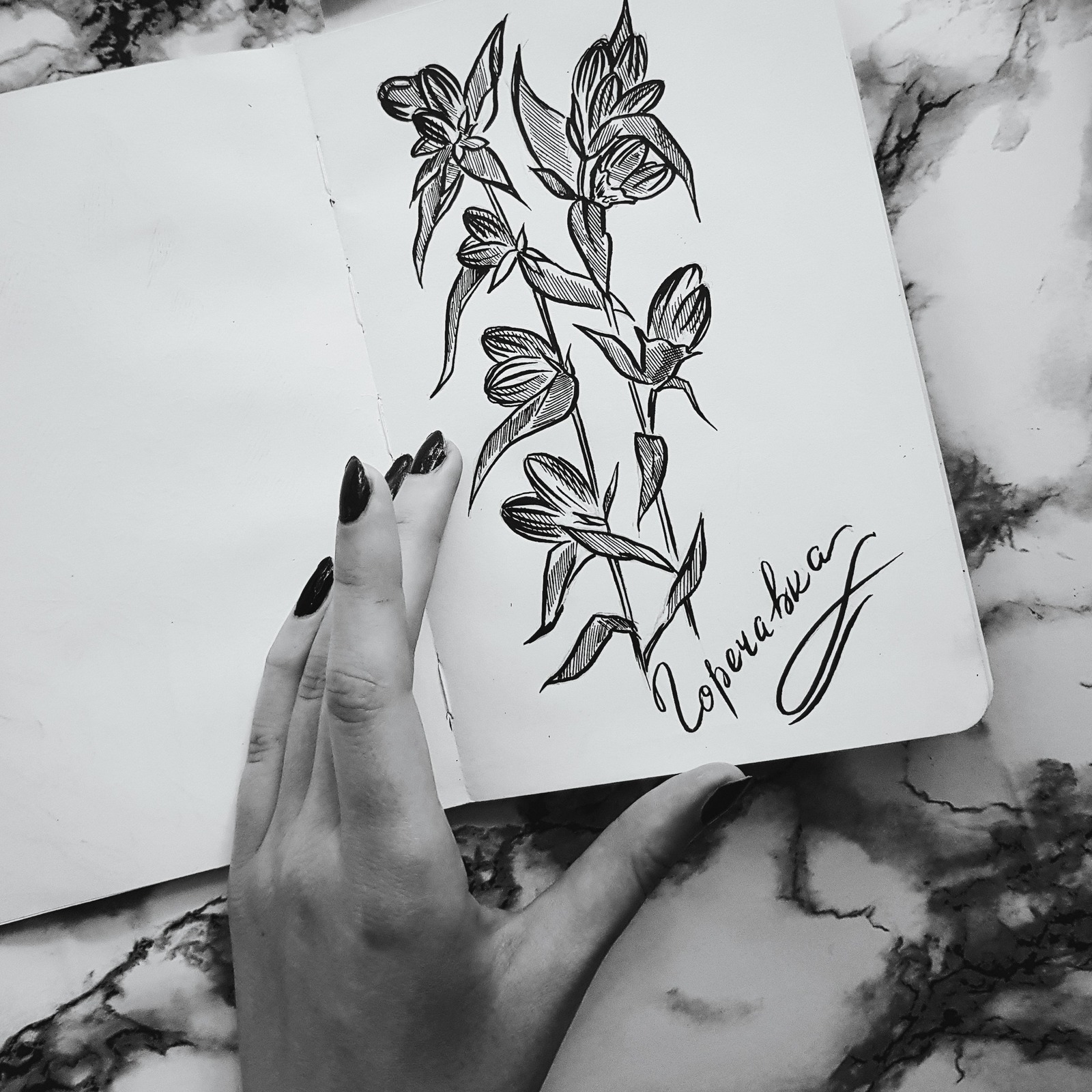 Black & white - My, Flowers, Graphics, Botanical illustration, Sketchbook, Drawing, Longpost