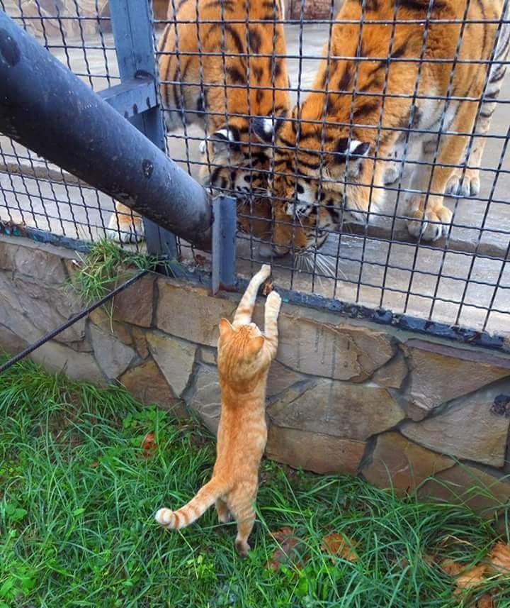 Hello, brothers! - cat, Tiger, The photo