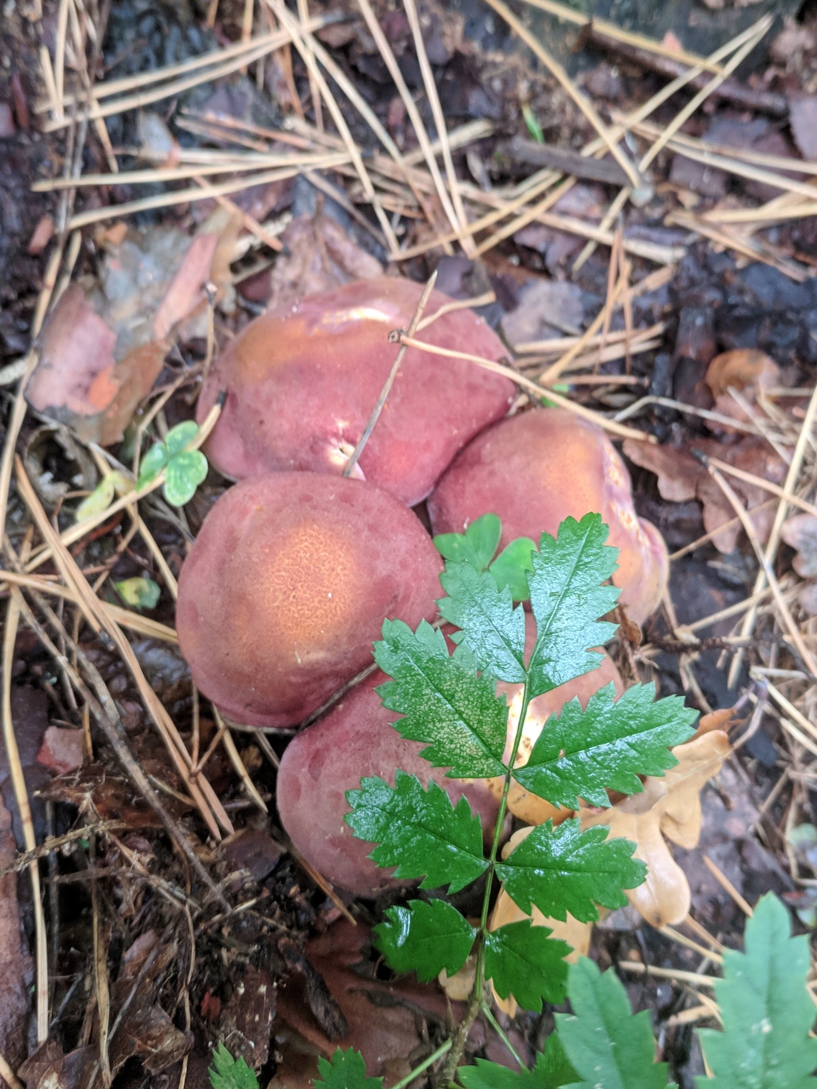 Expert mushroom pickers, recognize me, huh? - My, Help, Mushrooms, Longpost