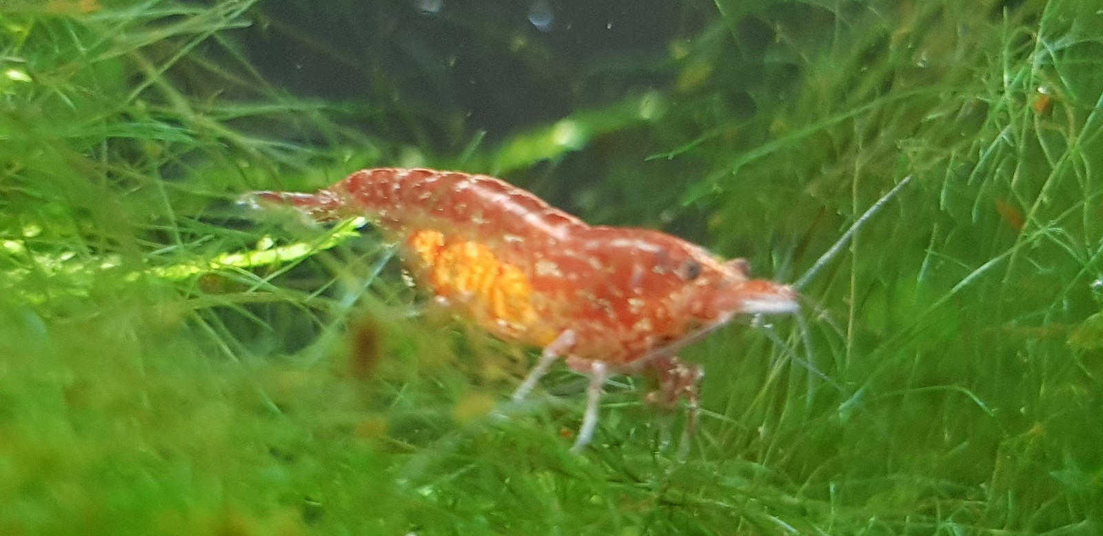 Neocaridina cherry - My, Shrimps, Aquarium, , Longpost