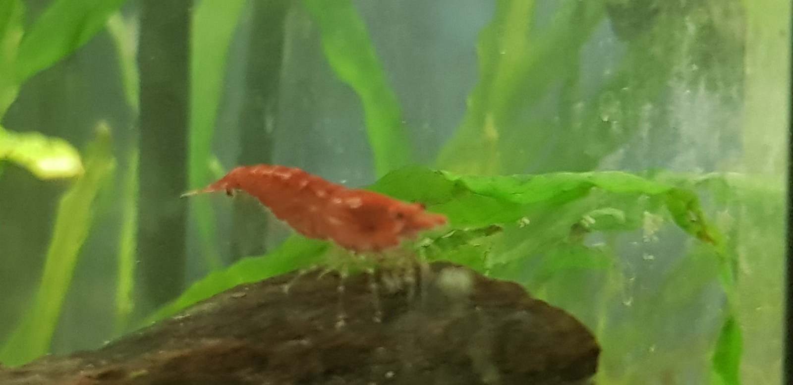 Neocaridina cherry - My, Shrimps, Aquarium, , Longpost