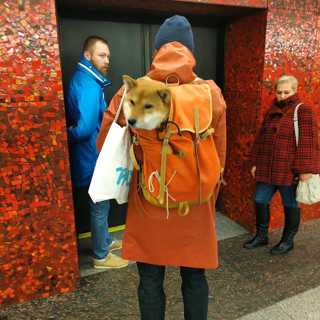 Типичное петербургское метро-2 - Забавные персонажи, Пассажиры, Длиннопост, Метро, Санкт-Петербург, Фотография, Кот