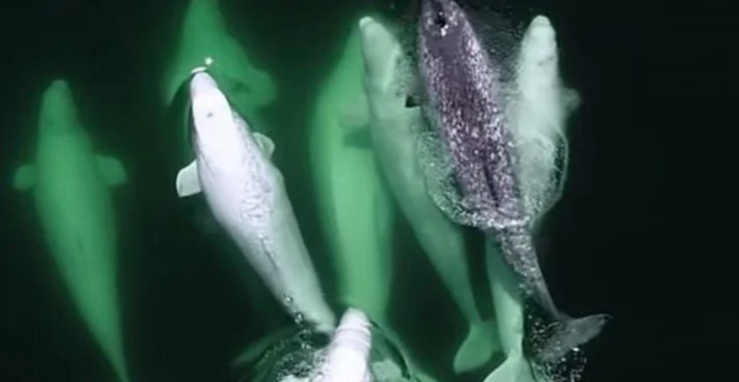 A pod of beluga whales has adopted an orphaned narwhal in Canada. - Animals, Water, Nature, Interesting, news, Canada, Whale, , Narwhals