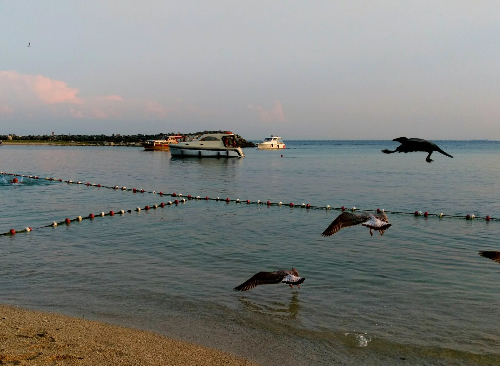 Fly, but low low - My, Seagulls, Sea, The photo