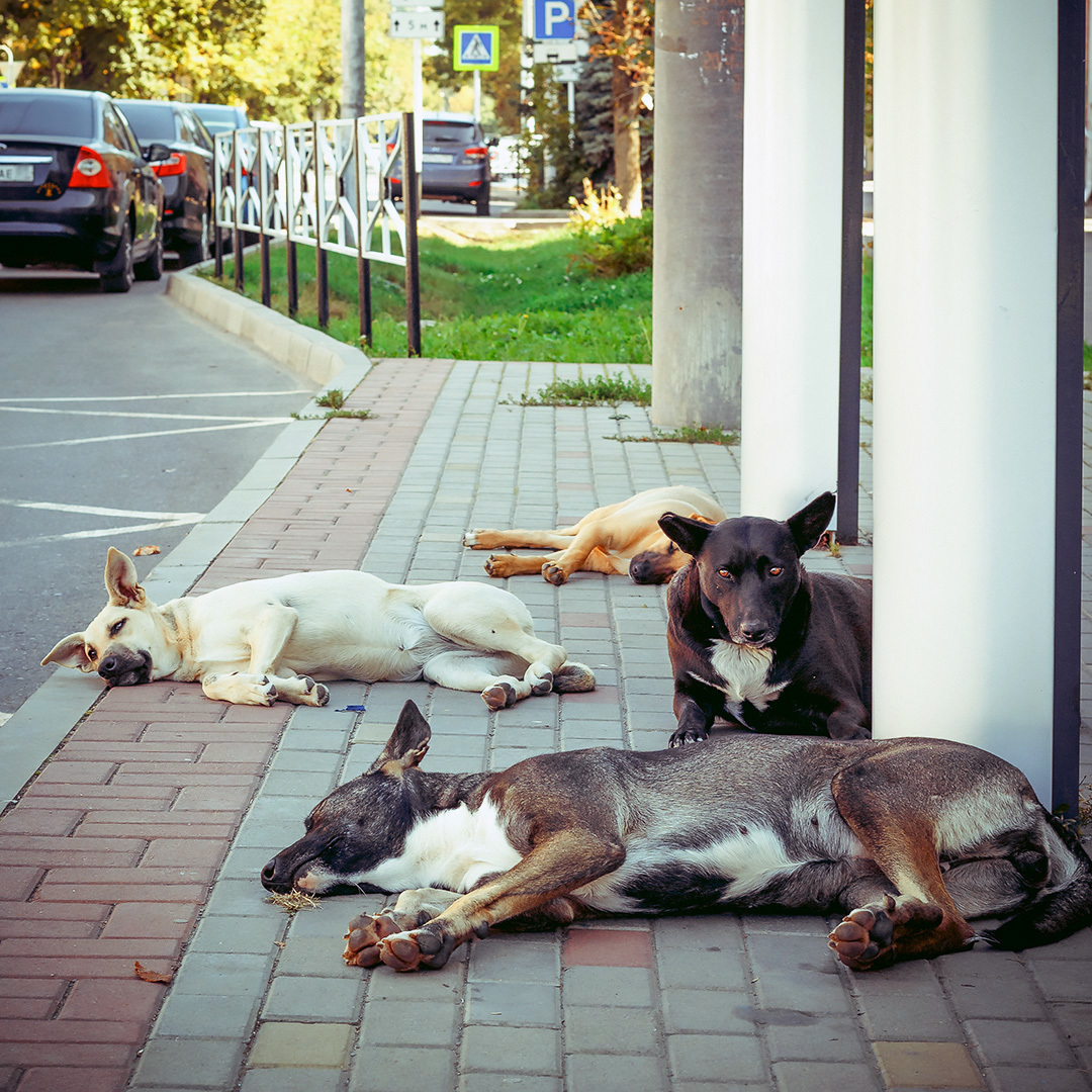 There is no trolleybus for a long time - My, Dog, The photo