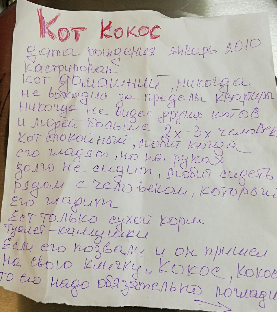 В Нижнем Новгороде кот, подброшенный в котокафе, умер от тоски | Пикабу