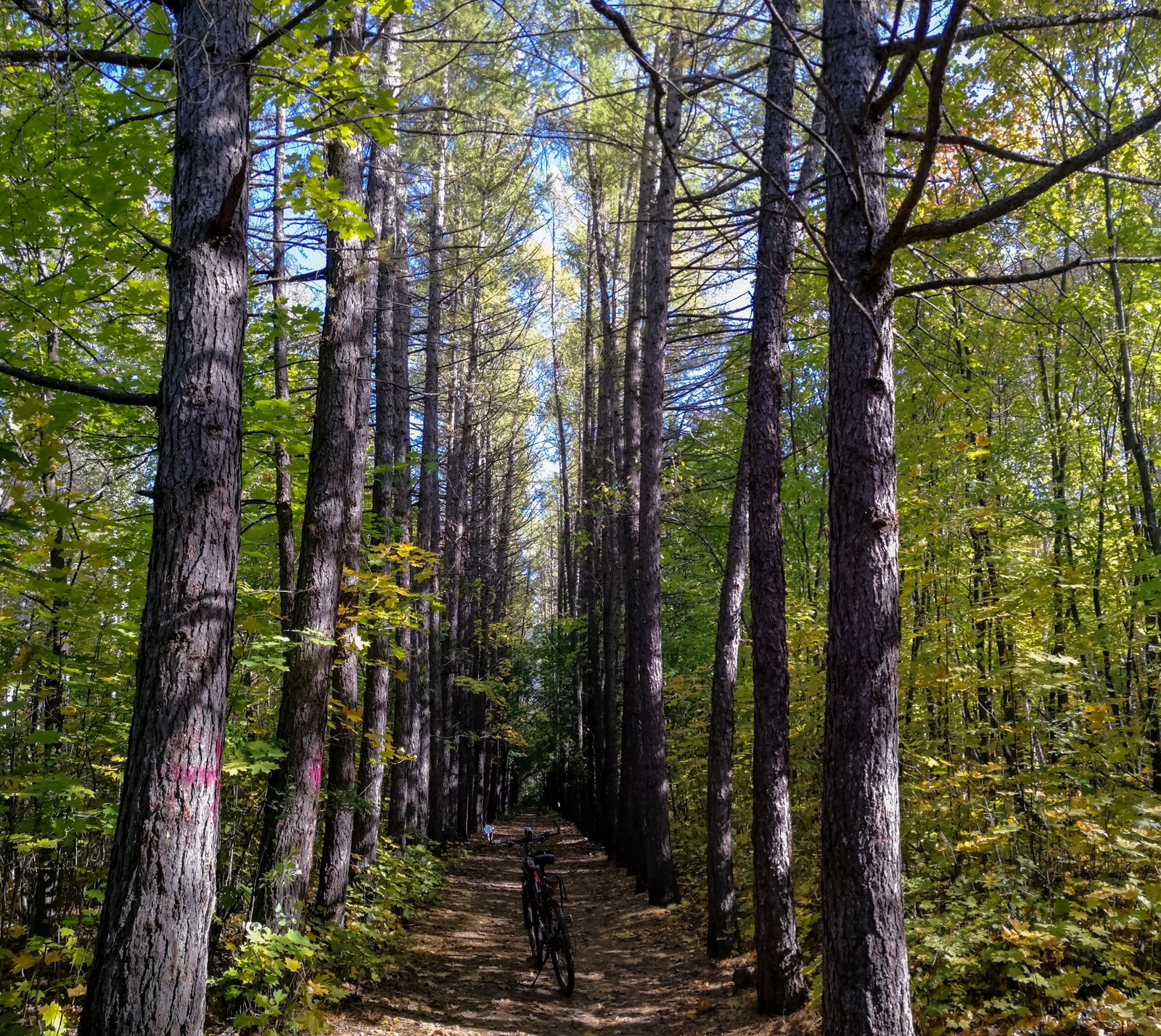 Photo bike ride - My, Longpost, Dzerzhinsk, Mobile photography, The photo, Autumn, Mushrooms, Huawei mate 9