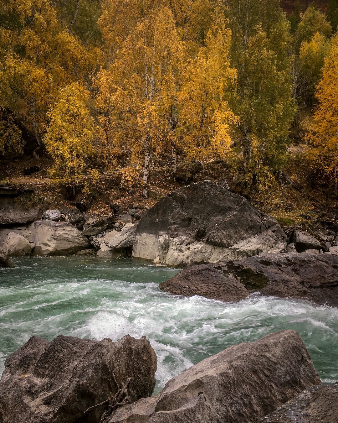 Пасмурный день на берегах Чуи, Алтайская осень. - Осень, Река, Алтай, Фотография, Природа, Красота природы, Дикая природа, Красота, Длиннопост, Республика Алтай